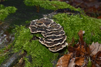 Mediciální houby - Coriolus