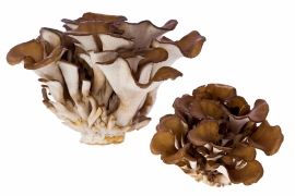 Maitake FOTO