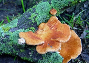 Polyporus FOTO