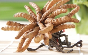 Cordyceps FOTO