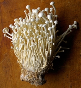 Enoki FOTO