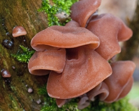 Auricularia FOTO