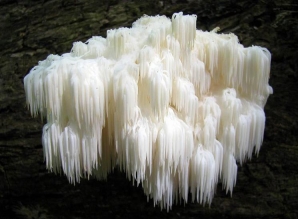 Hericium FOTO