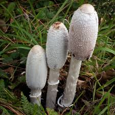 Coprinus FOTO