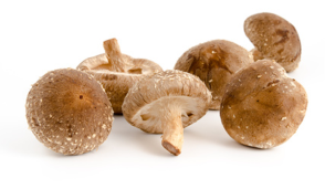 Shiitake FOTO