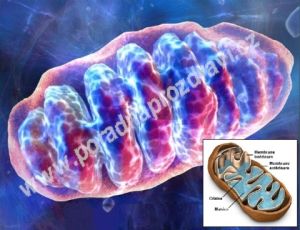 Mitochondrie - naše elektrárna