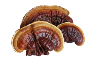 Reishi FOTO