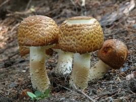 Agaricus FOTO