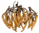 MycoMedica Cordyceps CS-4 500 mg 90 kapslí