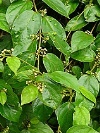 Salvia Paradise Gymnéma lesní AF tinktura 50 ml