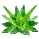 Brelil Šampon s arganovým olejem a mlékem z aloe vera 250 ml